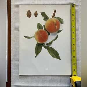 Vintage peach print
